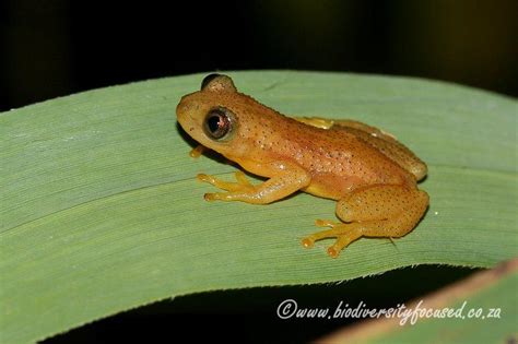 Biodiversity Focused Reed Frogs Hyperoliidae