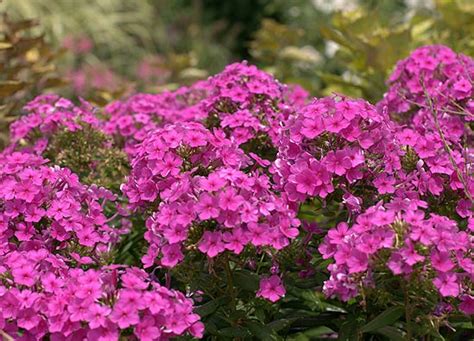 It is a good grower in. My 10 Must-Have Summer Perennials - P. Allen Smith