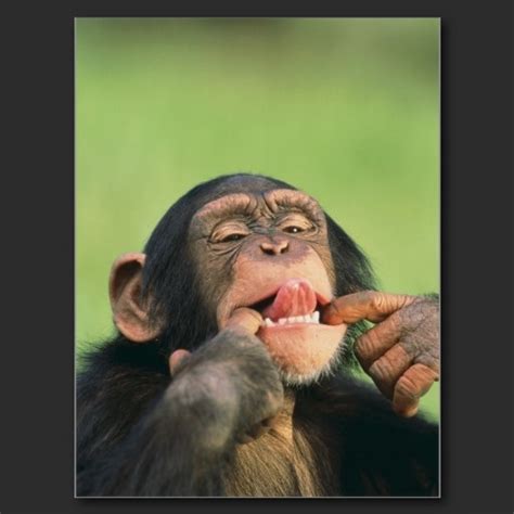 Chimpanzee Sticking His Tongue Out Being Silly Postcard