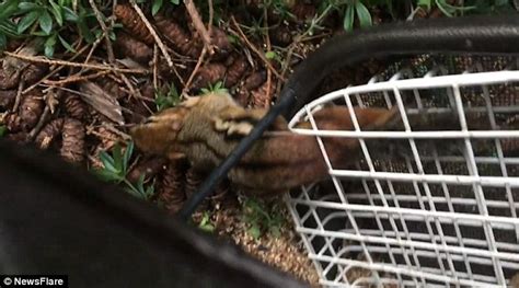 Greedy Chipmunk Is Rescued From A Bird Feeder After Sneaking In To Eat