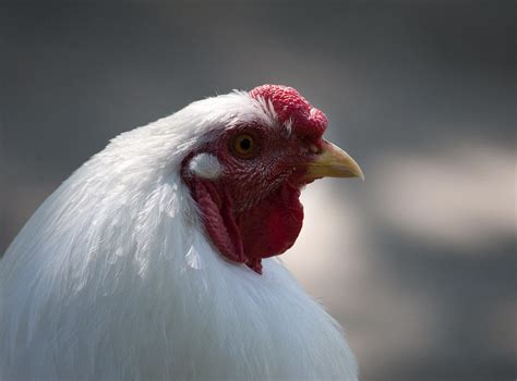 15 Migliori Polli Di Carne Lista Di Razza Con Immagini Conosci I