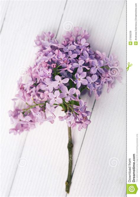 Pink Lilac Flower Royalty Free Stock Images Image 27000239