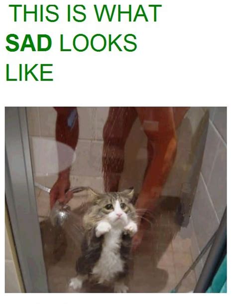 The Face Of Pure Sadness Cat Meme