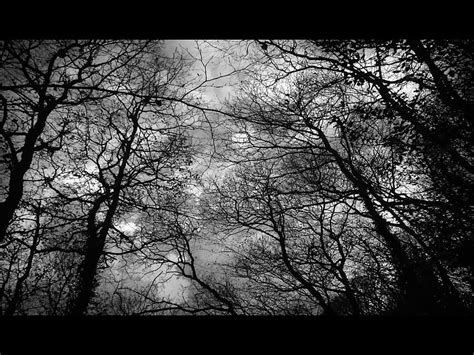 Dark Forest Forest Dark Hd Wallpaper Pxfuel
