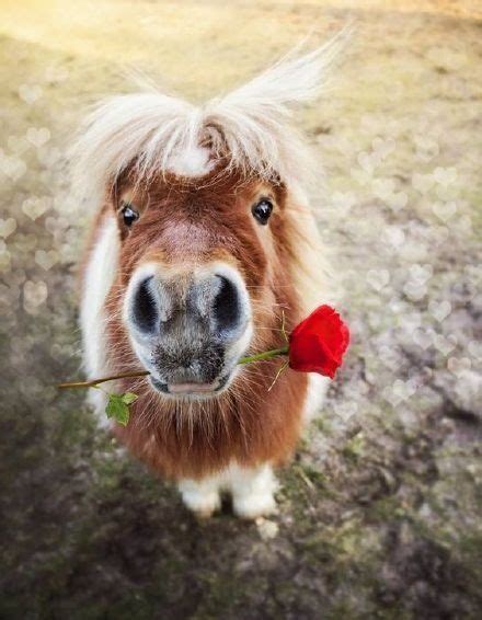 Cute Pony Holding A Rose It Reminds Everyone Valentines Day Is