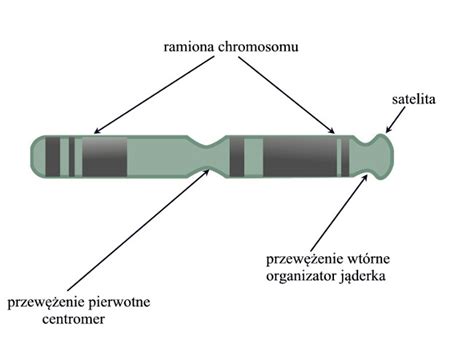 CHROMOSOM. Definicja pojęcia - chromosom | ekologia.pl