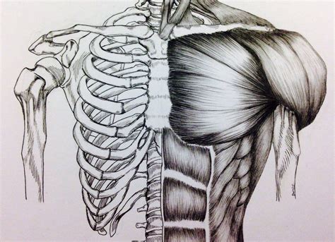 Torso Bonemuscle Study Anatomy Art Anatomy Sketches Human Body Art