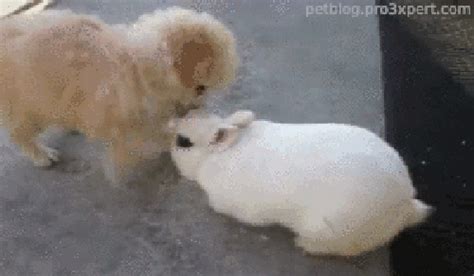 Rabbits  Find And Share On Giphy