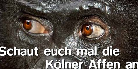 Kölner Zoo Freche Werbekampagne In Düsseldorf Kölner Stadt Anzeiger