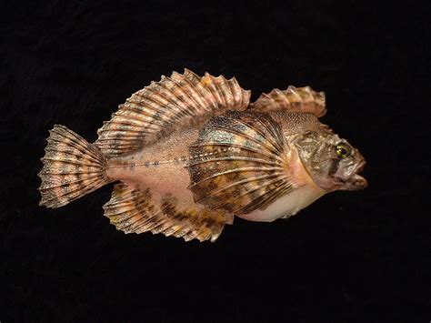 Sculpin Bilz Rockfish
