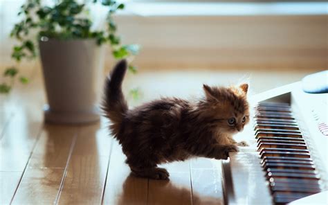 Animals Cat Kittens Baby Animals Piano Wallpapers Hd Desktop And