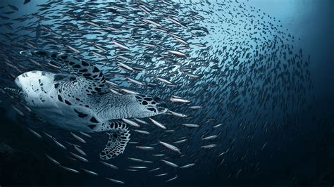 49 Sea Creatures Wallpaper On Wallpapersafari