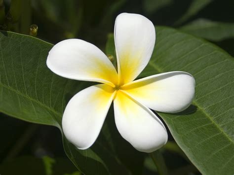 They represent beauty in its purest, most flawless form. Top 10 Most Beautiful Flowers In The World - GetGardenTips.com