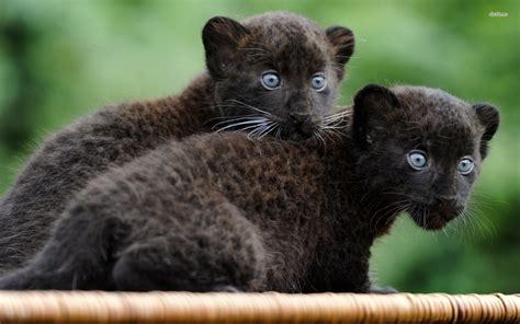 Zwarte Panter Jaguar Dier Black Panther Zwarte Panter Zwarte