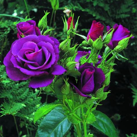 Purple Roses The Worlds Most Beautiful Flowers Pinterest Purple