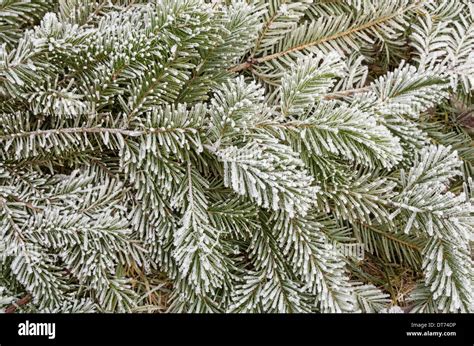 Frosty Pine Branches With Needles Covered In Ice Crystals Stock Photo