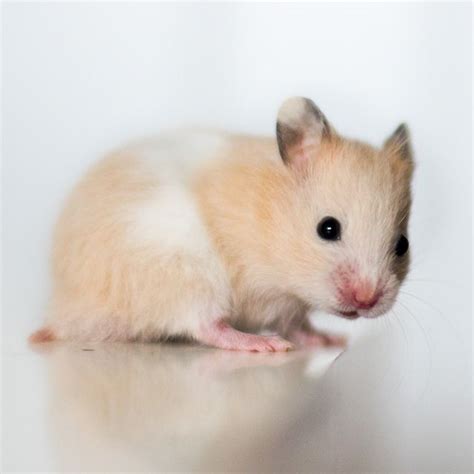 Black Eyed Cream Banded Sh Syrian Hamster Flickr Photo Sharing