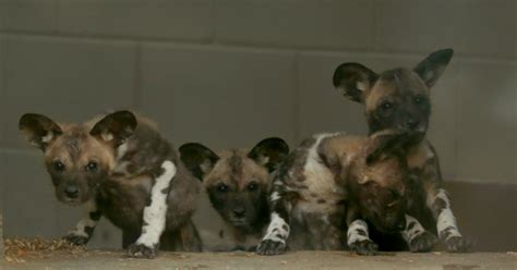 Denver Zoo Introduces African Wild Dog Puppies