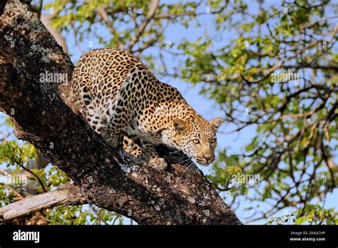 Leopard In A Tree Kruger National Park South Africa Stock Photo Alamy