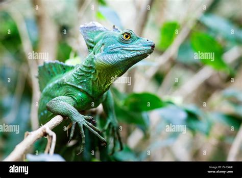 Basilisk Lizard Hi Res Stock Photography And Images Alamy