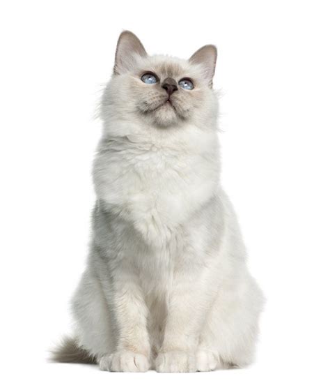 Birman Cat Breed Information Pictures Characteristics And Facts Cat