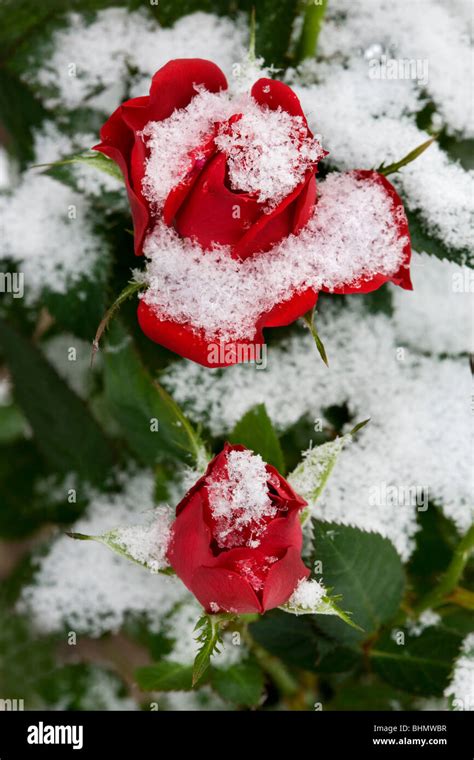 Red Roses In The Snow Hi Res Stock Photography And Images Alamy
