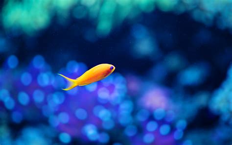 Little Fancy Fish Hd Animals 4k Wallpapers Images Backgrounds