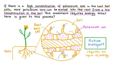 Question Video Recalling How Ions Move Into Plant Roots From Low