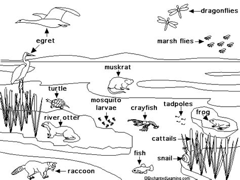Riverfreshwater Marsh Habitat Animal Adaptations