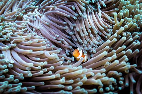 A False Clown Anemone Fish Amphiprion Ocellaris Hides On An Anemone