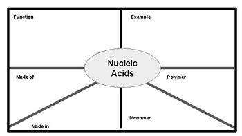 Biomolecules And Enzymes Biology Unit By Edna Hatfield TPT