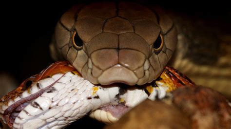 Photos These Are Indias Deadliest Snakes Huffpost Null