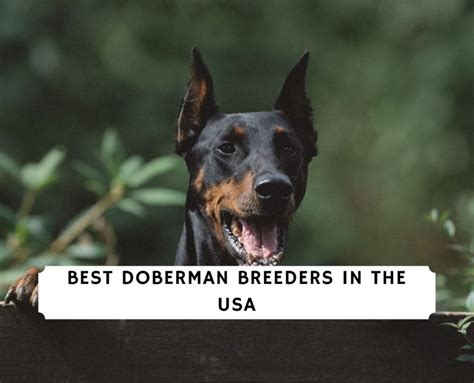 11 Best Doberman Breeders In The Usa 2023 We Love Doodles