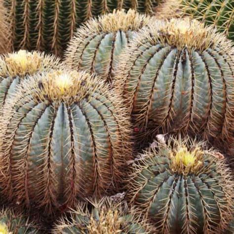 Golden barrel cactus echinocactus grusonii for sale these pictures of this page are about:barrel cactus size. Agave and Cactus for sale in the Phoenix area - Desert ...