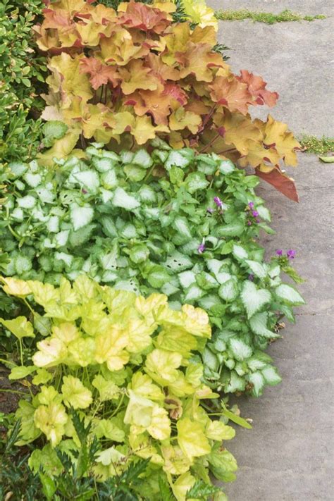 21 Stunning Perennial Ground Cover Plants That Thrive In The Shade