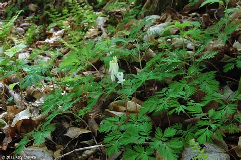 Check spelling or type a new query. Dicentra canadensis (Squirrel Corn): Minnesota Wildflowers