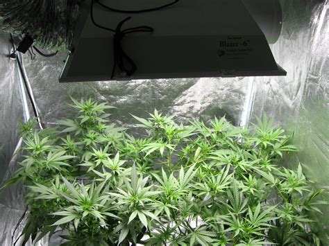 Co2 Growing Systems