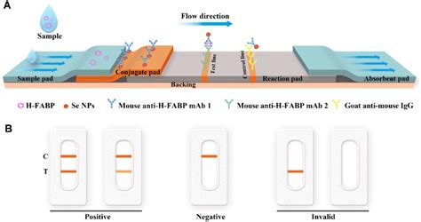 Diagram And Components Of The Lateral Flow Immunoassay Test Strip For