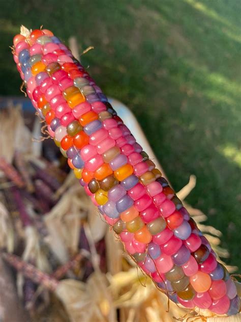 Glass Gem Cherokee Indian Corn Seed Pack The Most Beautiful Etsy