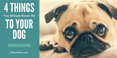 4 Things You Should Never Do To Your Dog Pet Dogs Pets Dog Health