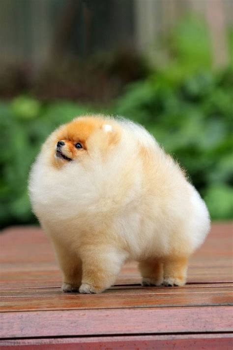 Pomeranian Names For Your Male Or Female Puppy Cute Animals Fluffy