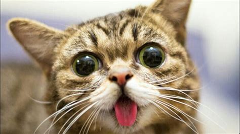 Im internet kursiert eine schier unendliche menge an. Katzen - Katzen Video zum Totlachen - Lustiges Katzen ...