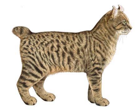 American Lynx Cat Breed For Sale