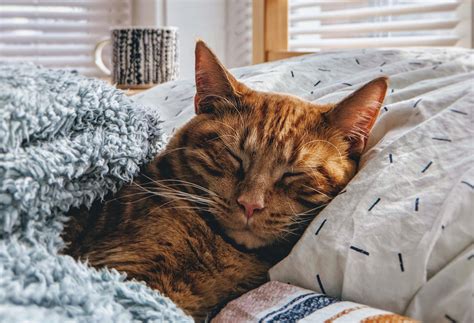 When considering an indoor cat, you need to think about his energy levels and activity requirements. Do Indoor Cats Need Their Nails Clipped? | Pets Nurturing