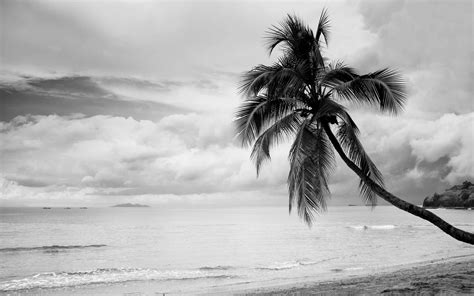 Browse more coconut black and white vectors from istock. Coconut Tree Black And White Mac Wallpaper Download ...