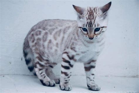 White Bengal Cat Silver Bengal Cat Bengal Kitten Black Cats Animals