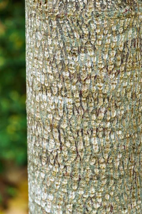 Beautiful Texture Of Gray Tree Bark Of Tulip Tree Liriodendron