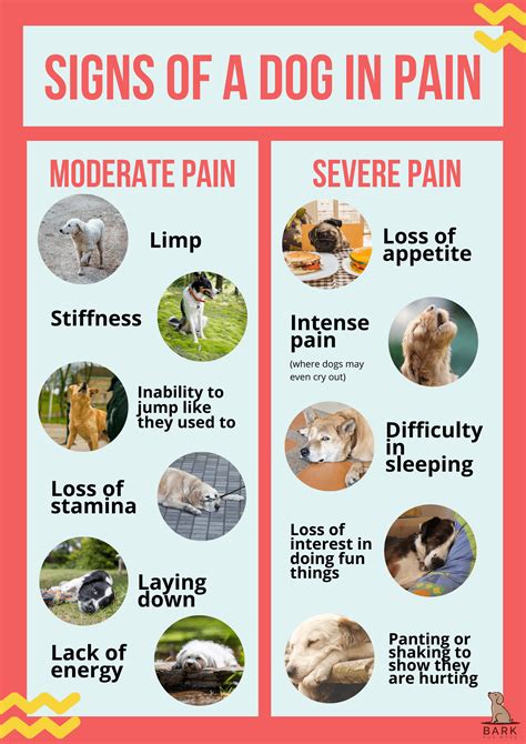 Ultimate Guide To Understanding Gabapentin For Dogs Bark For More