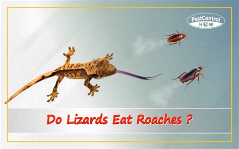 Do Lizards Eat Roaches Interesting Things To Know