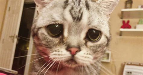 Say ‘hello To Luhu An Adorable Cat With A Permanent Frown Face